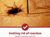 how to get rid of cockroaches in kitchen cabinets
