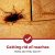 how to get rid of cockroaches in kitchen cabinets